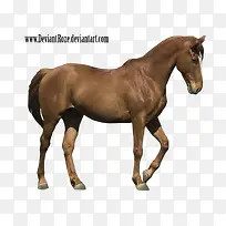 高清摄影优雅走路的骏马-空若网 高清摄影优雅走路的骏马-空若网