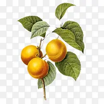 国外大师手绘杏子-空若网 国外大师手绘杏子-空若网