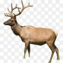 可爱动物麋鹿造型-空若网 可爱动物麋鹿造型-空若网