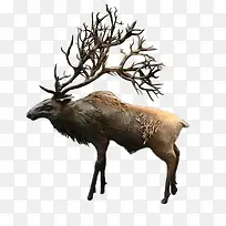 大角梅花鹿素材-空若网 大角梅花鹿素材-空若网
