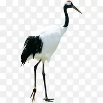 高清白色仙鹤春季-空若网 高清白色仙鹤春季-空若网