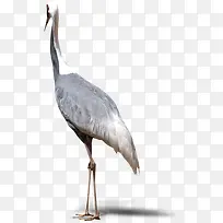 高清创意摄影白色的仙鹤-空若网 高清创意摄影白色的仙鹤-空若网