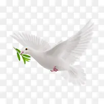 白色鸟-空若网 白色鸟-空若网