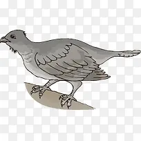 灰色老鹰-空若网 灰色老鹰-空若网