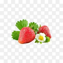 水果-空若网 水果-空若网