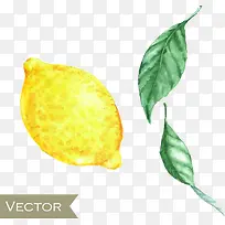 手绘柠檬-空若网 手绘柠檬-空若网
