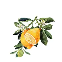 水果手绘-空若网 水果手绘-空若网