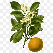 卡通手绘水果装饰海报设计-空若网 卡通手绘水果装饰海报设计-空若网