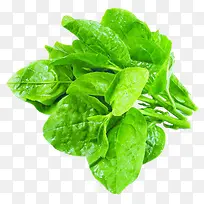 绿色新鲜的蔬菜-空若网 绿色新鲜的蔬菜-空若网