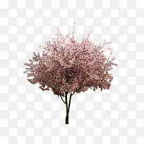 樱花植物花树-空若网 樱花植物花树-空若网