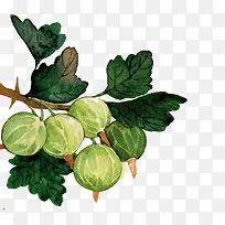 手绘水果-空若网 手绘水果-空若网