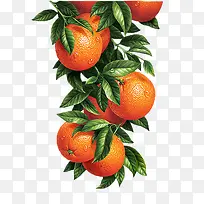 卡通手绘水果装饰海报设计-空若网 卡通手绘水果装饰海报设计-空若网