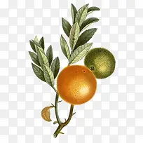 卡通手绘水果装饰海报设计-空若网 卡通手绘水果装饰海报设计-空若网