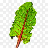 �߲�Ҷ��-������