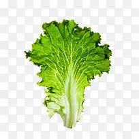 蔬菜叶子-空若网 蔬菜叶子-空若网