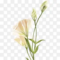 ¿µÄËܰpngʸÁ¿ËزÄ-¿ÕÈôÍø ¿µÄËܰpngʸÁ¿ËزÄ-¿ÕÈôÍø