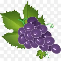 葡萄PNG矢量素材-空若网 葡萄PNG矢量素材-空若网