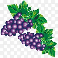 ÆÏÌÑ¿¨Í¨PNGʸÁ¿ËزÄ-¿ÕÈôÍø ÆÏÌÑ¿¨Í¨PNGʸÁ¿ËزÄ-¿ÕÈôÍø