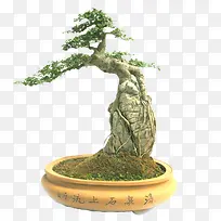 盆栽树-空若网 盆栽树-空若网