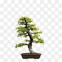 树-空若网 树-空若网