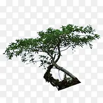 Ê÷ÅèÔÔ-¿ÕÈôÍø Ê÷ÅèÔÔ-¿ÕÈôÍø