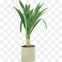 小草植物盆栽-空若网 小草植物盆栽-空若网