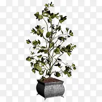 ֲ������-������