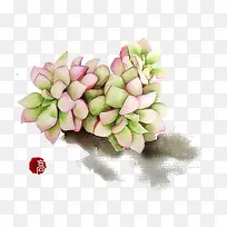 植物-空若网 植物-空若网