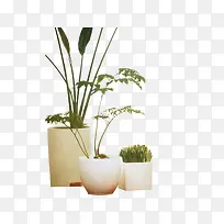 盆栽实物图-空若网 盆栽实物图-空若网