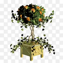 盆栽-空若网 盆栽-空若网