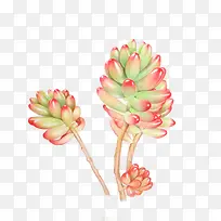 植物-空若网 植物-空若网