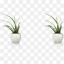 盆栽-空若网 盆栽-空若网