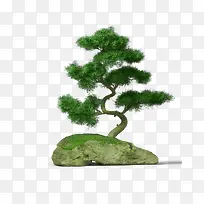 杉树-空若网 杉树-空若网