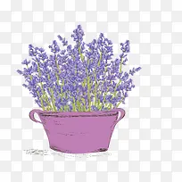 薰衣草-空若网 薰衣草-空若网