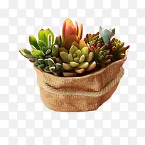 ��ɫ�������ֲ��-������