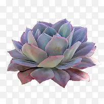 ����ֲ�����׻���Ӱ-������