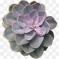 ֲ�ﴴ�����Ͷ���-������