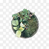 手绘写实小草盆栽-空若网 手绘写实小草盆栽-空若网