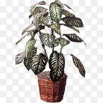 手绘盆栽创意植物-空若网 手绘盆栽创意植物-空若网