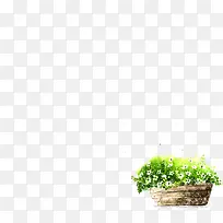 绿色植物盆栽白色小花-空若网 绿色植物盆栽白色小花-空若网