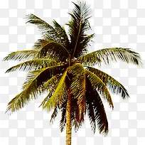 装饰树-空若网 装饰树-空若网