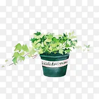 ˮ��ֲ��-������