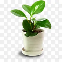 高清摄影创意草本植物盆栽-空若网 高清摄影创意草本植物盆栽-空若网