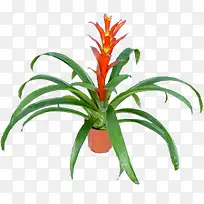 高清摄影红色花卉绿色盆栽-空若网 高清摄影红色花卉绿色盆栽-空若网