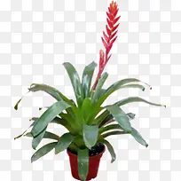 高清摄影创意绿色植物盆栽-空若网 高清摄影创意绿色植物盆栽-空若网