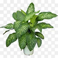 高清摄影绿色盆栽植物-空若网 高清摄影绿色盆栽植物-空若网