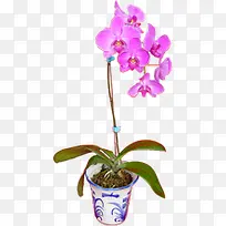 ������Ӱ��ɫ��С������-������