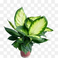 ������Ӱ��ɫ�ݱ�ֲ������-������