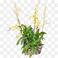 摄影绿色植物黄色花卉盆栽-空若网 摄影绿色植物黄色花卉盆栽-空若网