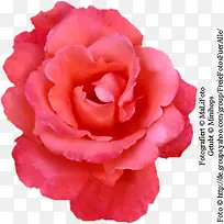 ÊÖ»æ×°ÊÎËØ²Ä»¨²Ý»-¿ÕÈôÍø ÊÖ»æ×°ÊÎËØ²Ä»¨²Ý»-¿ÕÈôÍø